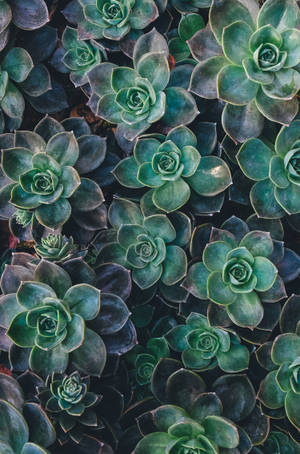 Echeveria παχύφυτο πράσινη αισθητική ταπετσαρία — Αρχική οθόνη Ταπετσαρία