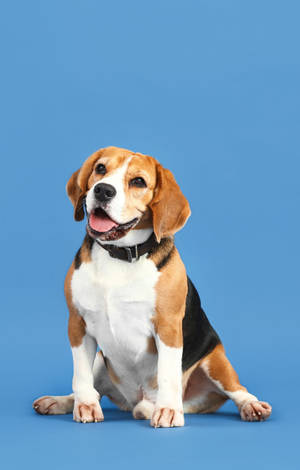 Αξιολάτρευτο Beagle Σκύλος Σε Παστέλ Μπλε Φόντο — POCO Pad C1 Ταπετσαρία