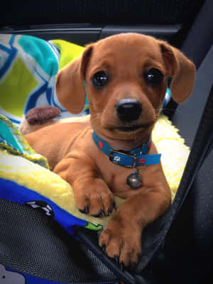 Εικόνες Κουταβιού Dachshund — iPad Air 13 Ταπετσαρία