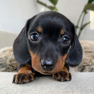 Εικόνες Κουταβιού Dachshund — iPad Air 11 Ταπετσαρία