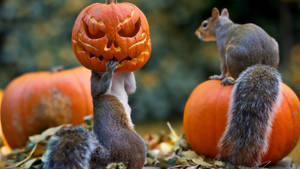 Ταπετσαρία με χαριτωμένους σκίουρους Halloween. — Χαριτωμένο Halloween Ταπετσαρία
