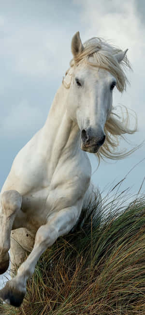Beautiful Horse Iphone — Xiaomi 18 Pro Ταπετσαρία