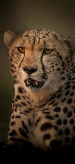 Cheetah Iphone — Huawei nova Ταπετσαρία