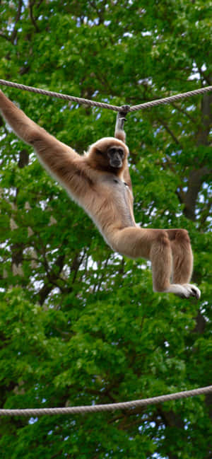 Φόντο Iphone Xs Max Gibbon — Oppo F Ταπετσαρία