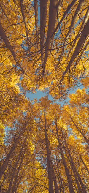 Trees Iphone — Redmi Note 15 Special Ταπετσαρία