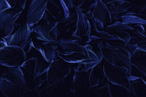 Αποξηραμένα Πέταλα Αισθητική Σκούρο Μπλε HD — Aesthetic Dark Blue Ταπετσαρία