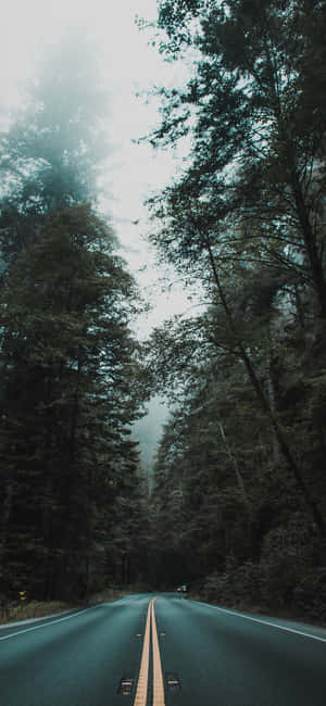 Trees Iphone — Redmi Note 15 Ταπετσαρία