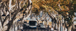 Φθινόπωρο,Πλάτανος,Τοπίο,Χρυσή Ώρα,Γαλήνιο,Κινηματογραφικό,Φύση,Δρόμος,Γραφικό,Οδός