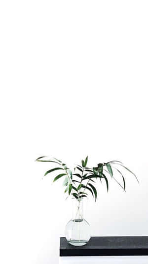 Εικόνες Aesthetic White — Λευκή αισθητική Ταπετσαρία