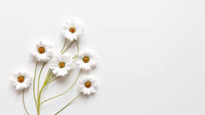 Εικόνες Aesthetic White — Λευκή αισθητική Ταπετσαρία