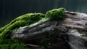 Ταπετσαρία Παλαιωμένο Ξύλο Με Βρύα. — 2560x1440 Ταπετσαρία