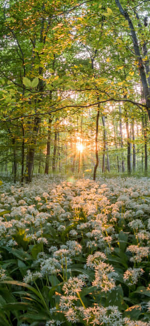 Pixel 3 Spring Background — HMD Aura 2 Ταπετσαρία