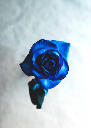 Cool Bright Blue Beautiful Rose HD — OnePlus Pad 3 Pro Ταπετσαρία