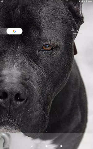 Μαύρο Pitbull — Lenovo Tab Plus Gen 2 Ταπετσαρία
