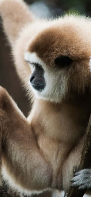 Φόντο Iphone Xs Max Gibbon — Galaxy S24 FE Ταπετσαρία