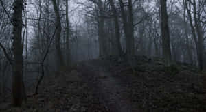 Φόντο Σκοτεινού Δάσους — Σκοτεινό δάσος Ταπετσαρία