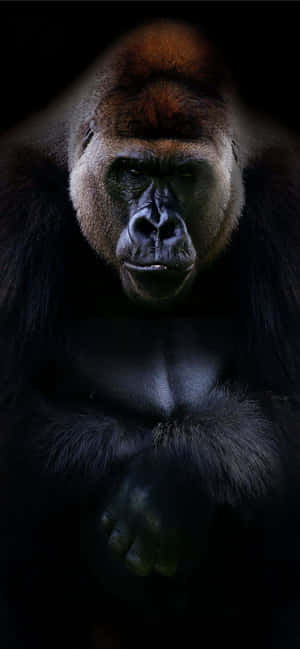 Best Gorilla Φόντο — Vivo T Ταπετσαρία