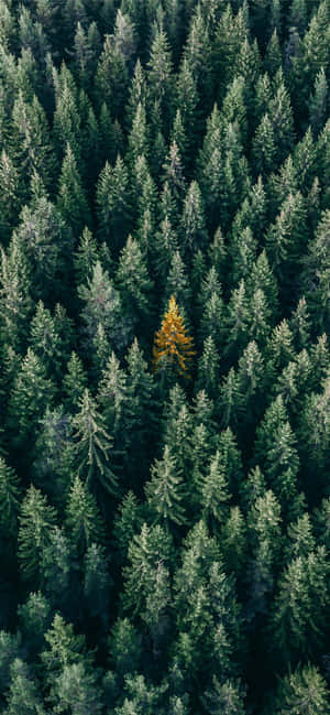 Trees Iphone — Redmi Note Ταπετσαρία