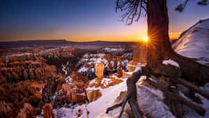 Ηλιοβασίλεμα στο Εθνικό Πάρκο Bryce Canyon μέσα από ένα Δέντρο — Χειμώνας Ταπετσαρία