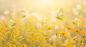 Κίτρινο Αφηρημένο,Πεταλούδα,Πεταλούδες Clouded Sulphur