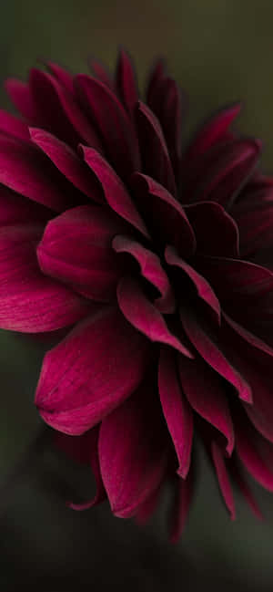Burgundy Flower — Redmi Note 17 Ταπετσαρία