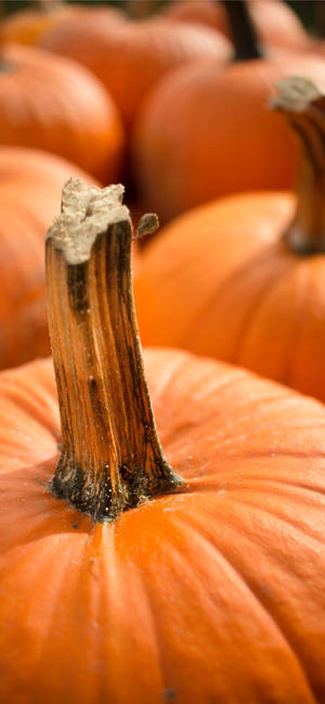 Thanksgiving Εικόνα iPhone με Κολοκύθες — Galaxy S24 FE Ταπετσαρία