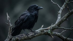 Μαύρο γοτθικό κοράκι σε γυμνό κλαδί, σκοτεινό και λεπτομερές. — Μαύρη αισθητική GIF Ταπετσαρία