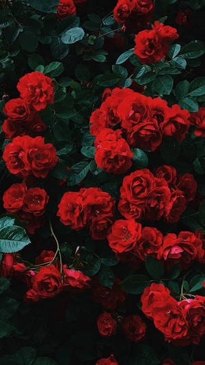 Wallpaper με κόκκινα αισθητικά λουλούδια για iPhone — Λουλουδάτο iPhone Ταπετσαρία