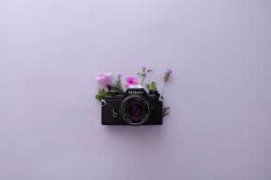 Λεβάντα Αισθητική και Κάμερα Nikon — Λεβάντα αισθητική Ταπετσαρία