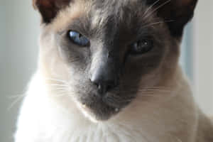 Φωτογραφίες Grumpy Cat — MacBook Pro M4 Ταπετσαρία