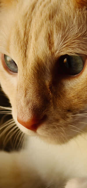 Animals Iphone — Xiaomi 17 Pro Ταπετσαρία
