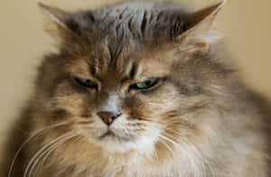 Εικόνες Grumpy Cat — MacBook Pro 16 Ταπετσαρία