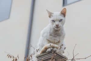 Φωτογραφίες Grumpy Cat — MacBook Pro M4 Ταπετσαρία