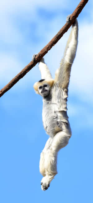 Φόντο iPhone Xs Max Gibbon — Honor X5d Plus Ταπετσαρία