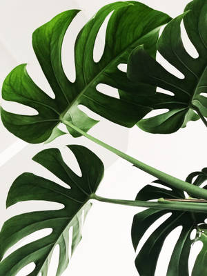 Μινιμαλιστικά Φύλλα Monstera ταπετσαρία — Tumblr 美学 Ταπετσαρία