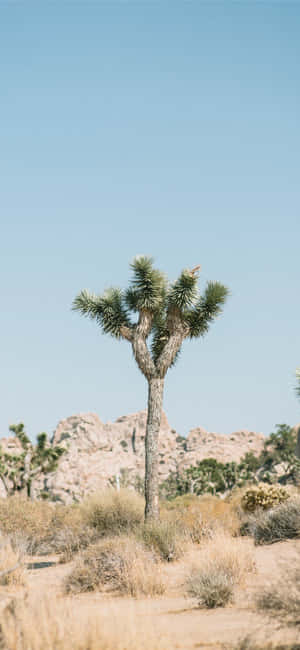 Εικόνες Joshua Tree — Honor 600 Ταπετσαρία