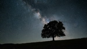 Ένα μινιμαλιστικό νυχτερινό τοπίο με ένα δέντρο και έναστρο ουρανό, ιδανικό για ήρεμη ταπετσαρία.