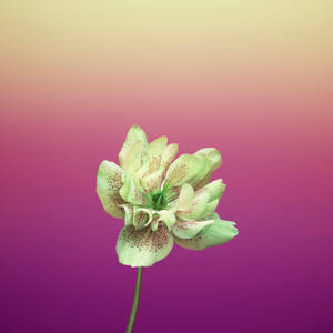 Μωβ Helleborus Orientalis Μήλο Λουλούδι — 1:1 Ταπετσαρία