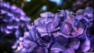 Μωβ ανθοδέσμες θάμνων — Αισθητική επιφάνεια εργασίας GIF Ταπετσαρία