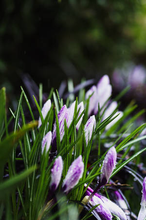 Ταπετσαρία μωβ ανοιξιάτικων λουλουδιών