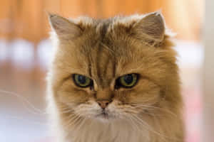 Φωτογραφίες Grumpy Cat — MacBook Air 15 Ταπετσαρία