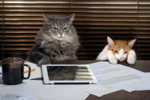Εικόνες Grumpy Cat — MacBook Air M3 Ταπετσαρία