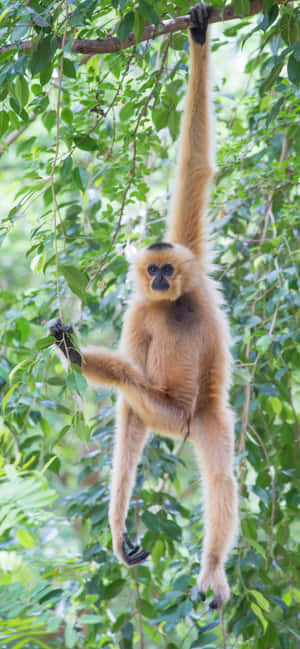 Φόντο Iphone Xs Max Gibbon — Samsung S23 Ταπετσαρία