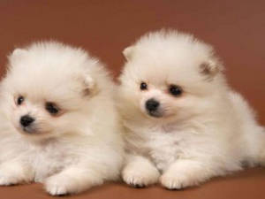 Δύο Χαριτωμένα Κουτάβια Pomeranian — Χαριτωμένο κουτάβι Ταπετσαρία