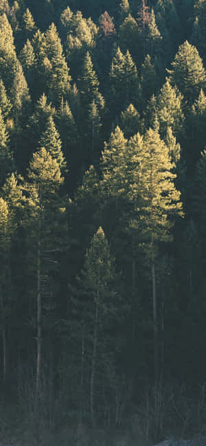 Trees Iphone — Redmi Note 17 Ταπετσαρία