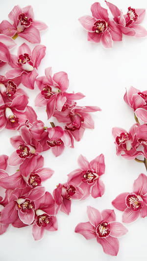 Ροζ Ορχιδέες Floral iPhone