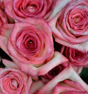 Pink Color Roses Close Up — Honor Magic V5 Ταπετσαρία