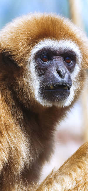 Φόντο Iphone Xs Max Gibbon — Honor X7e Plus Ταπετσαρία