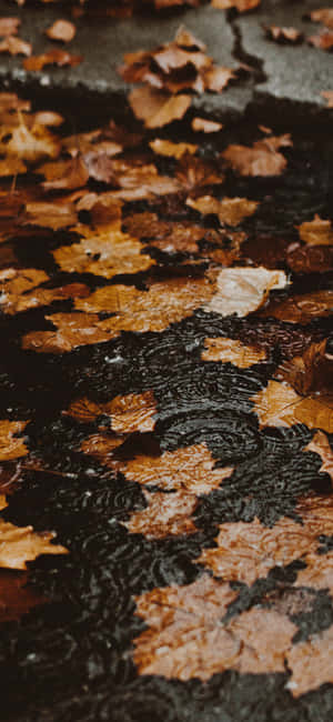 φόντο Fall Iphone — CMF Phone Ταπετσαρία
