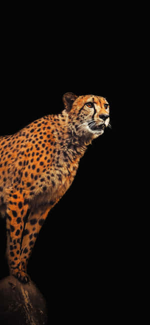 Cheetah Iphone — Oppo Reno16c Ταπετσαρία
